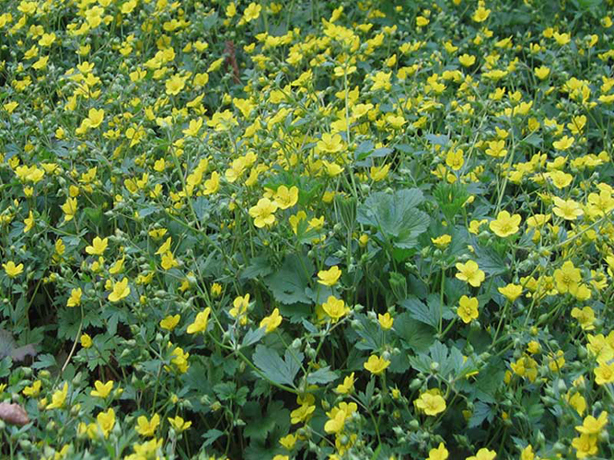 n_n_b_16  Waldsteinia.jpg